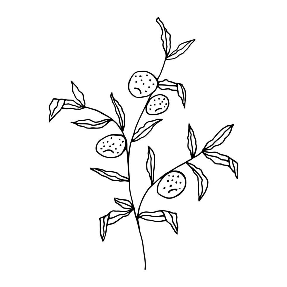 ein Orangenbaum, handgezeichnet im Doodle-Stil. schwarzer Umriss eines Orangenbaums auf weißem Hintergrund. Vektor-Illustration. vektor