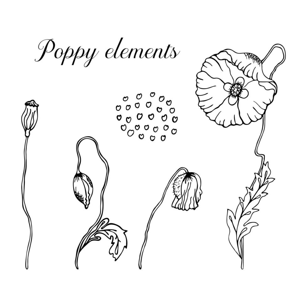 vallmo blommor handritad i svart kontur på en vit bakgrund. botanisk illustration av vallmo och dess element. vektor illustration i doodle stil.