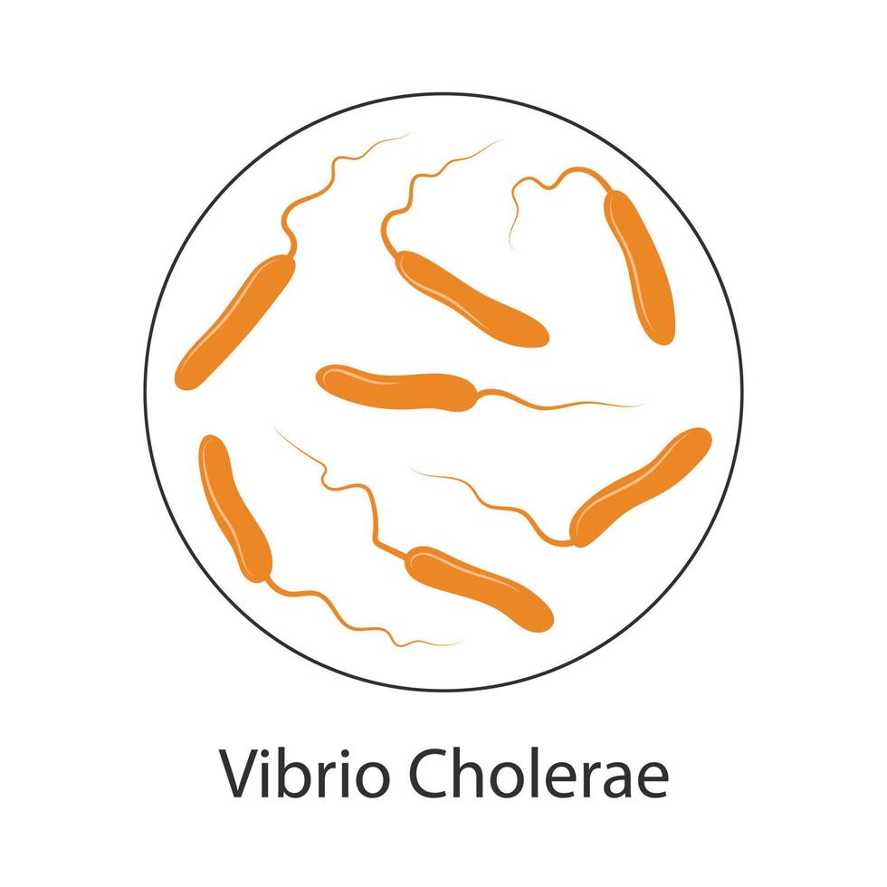 vibrio cholerae bakterier, tecknad illustration. en bakterie som orsakar kolerasjukdom och som överförs genom förorenat vatten. vektor