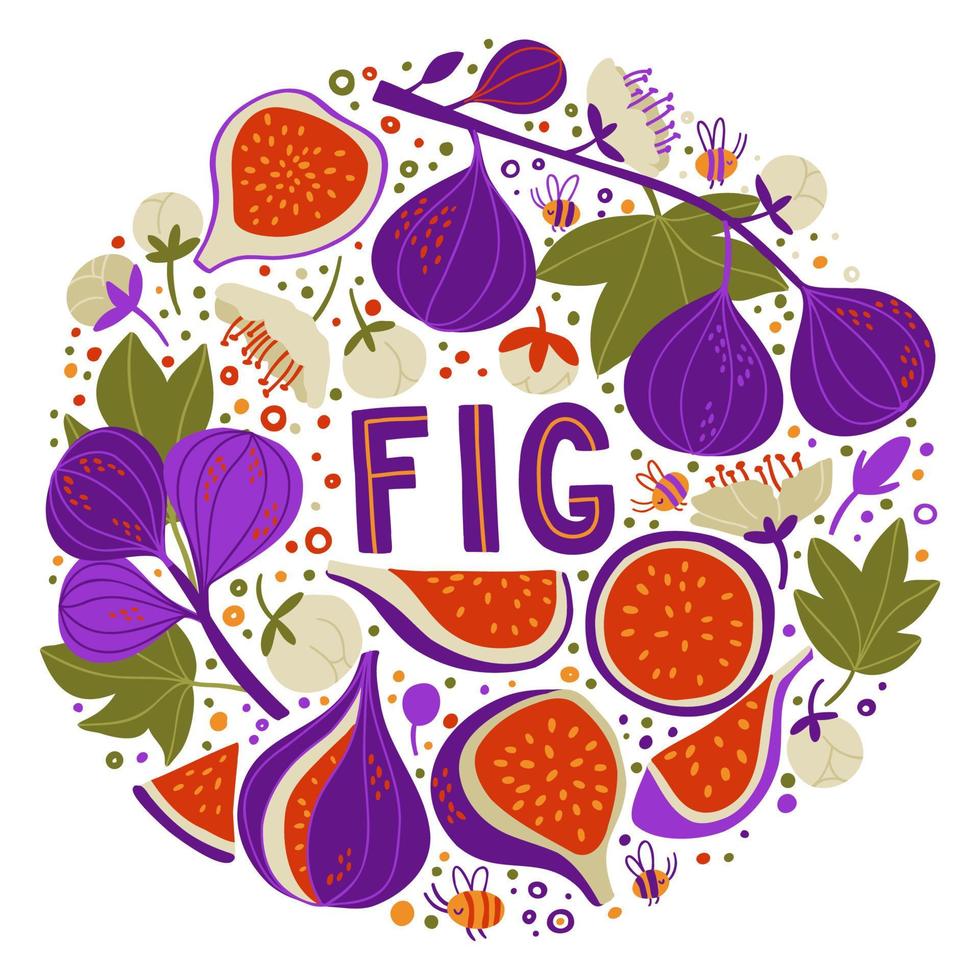 set med fikon på grenar, fikonhalvor och bitar, fikonblommor och frön. doodle bokstäver fig. mat bakgrund. platta grönsaker på vitt. vegansk, odlad, naturlig vektor