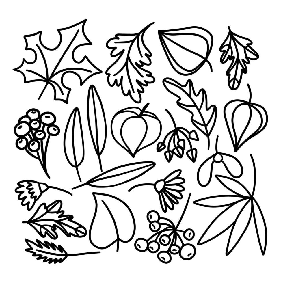 Doodle-Set aus Blättern, Beeren und Blumen, die von Hand gezeichnet werden. Illustration gezeichnet durch schwarze Linien. Vektor auf weißem Hintergrund.