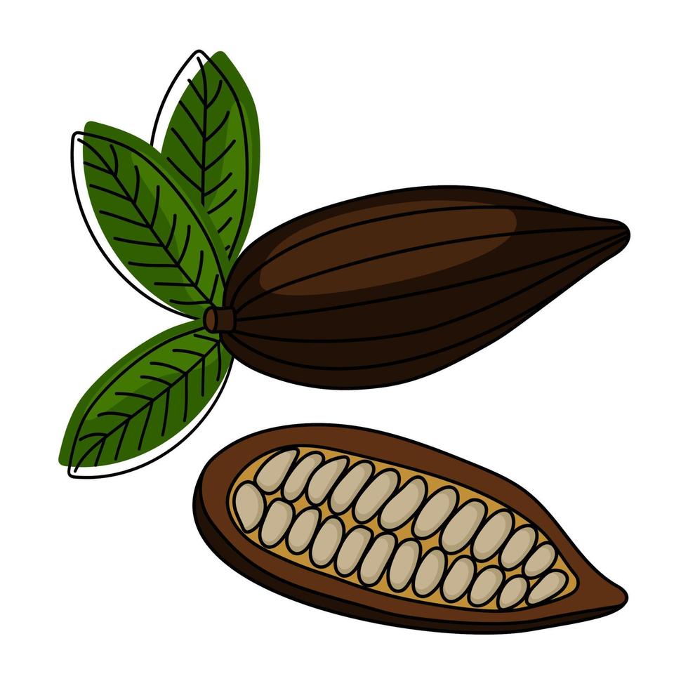 handgezeichnete kakaoschote mit bohnen. vektor