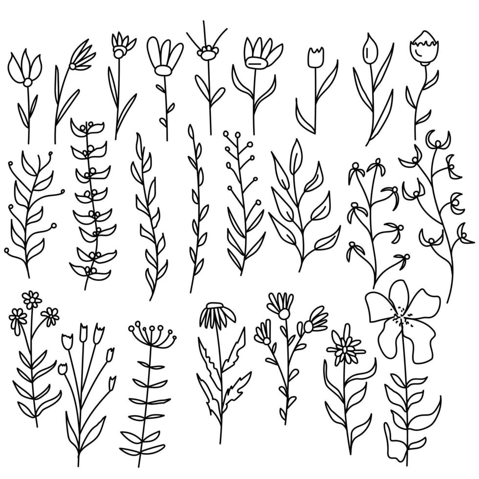 Doodle-Set aus Wildblumen und ausgefallenen Blumen, Umrisspflanzen für Design vektor