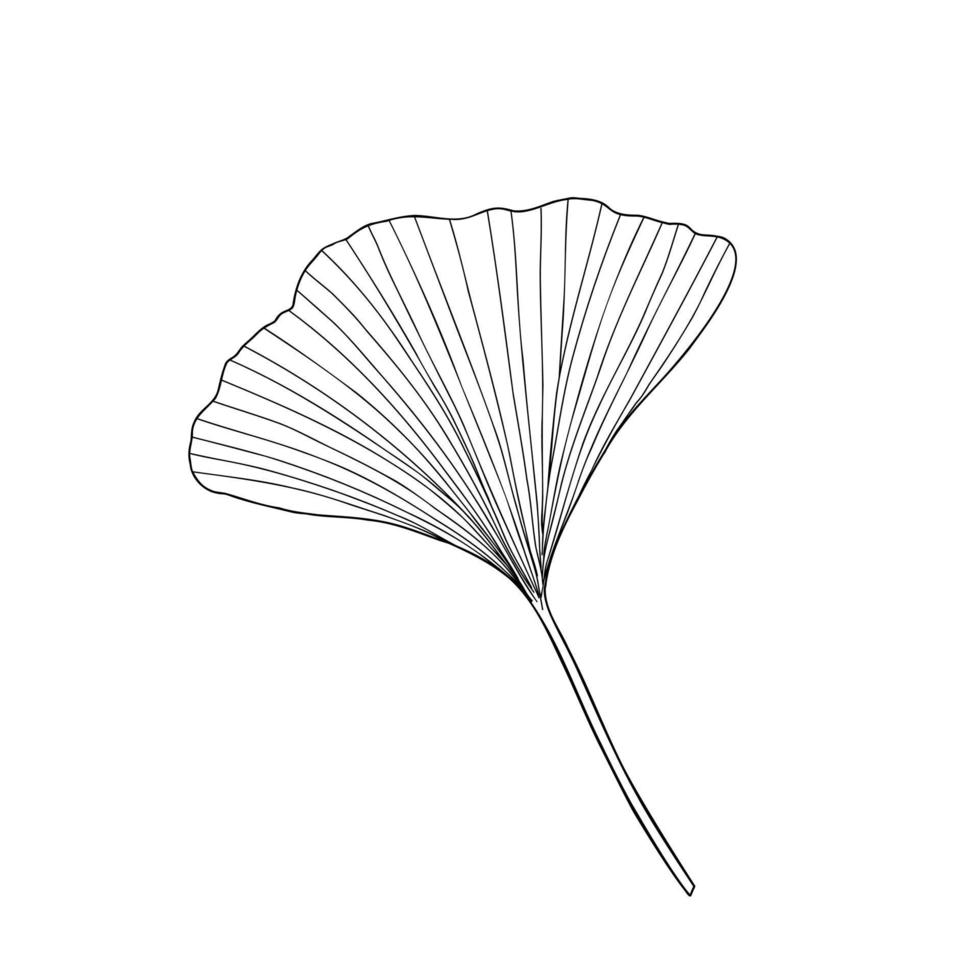 färska ginkgo blad svartvita konturer handritad vektorillustration, blommig medicinsk organisk detaljerad växt, japansk kulturell symbol, miljövänlig miljökoncept vektor