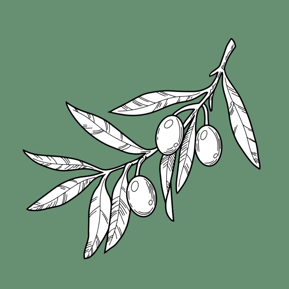 Olivenzweig mit Olivenbeeren, Linie, monochrome Vektorillustration, botanische Illustration auf grünem Hintergrund vektor