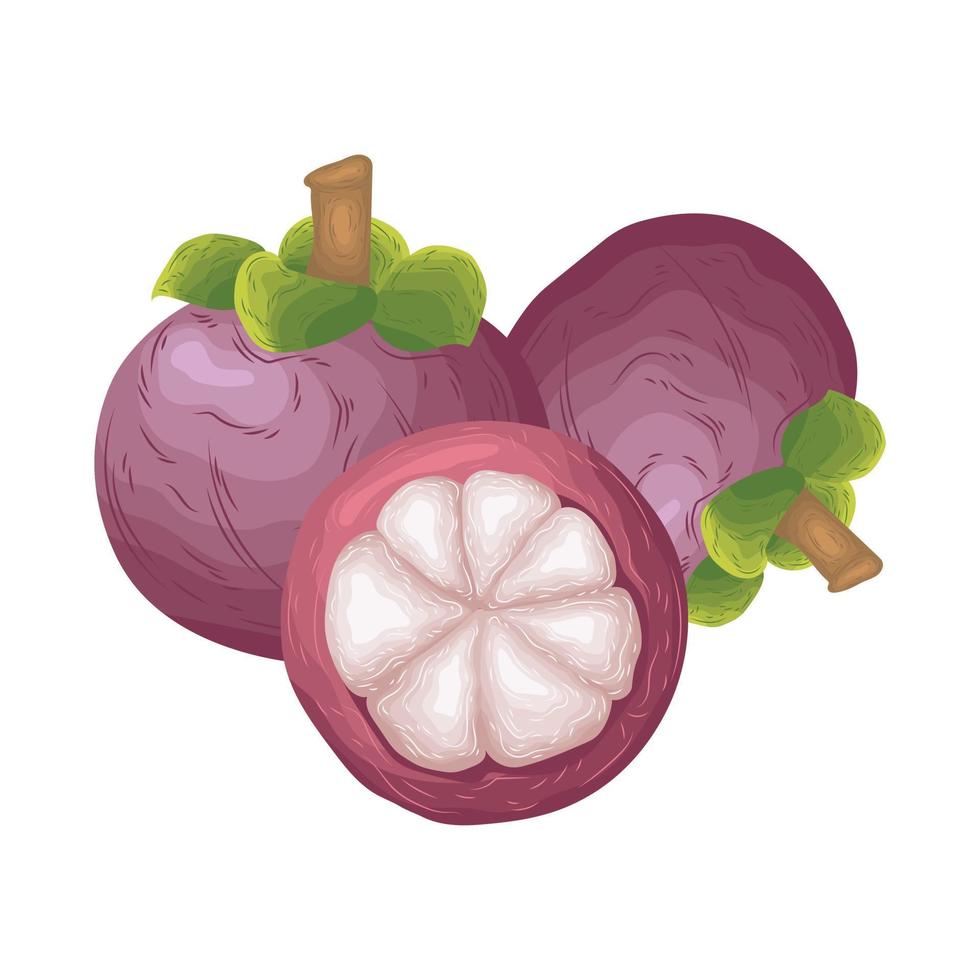 mangosteen vektor obst sommer frühling gemüse cartoon niedlich saftig exotisch tropisch gesund garten