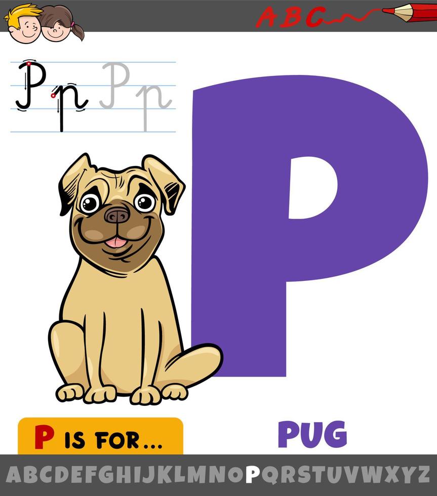 buchstabe p aus dem alphabet mit karikaturpug reinrassiger hundefigur vektor