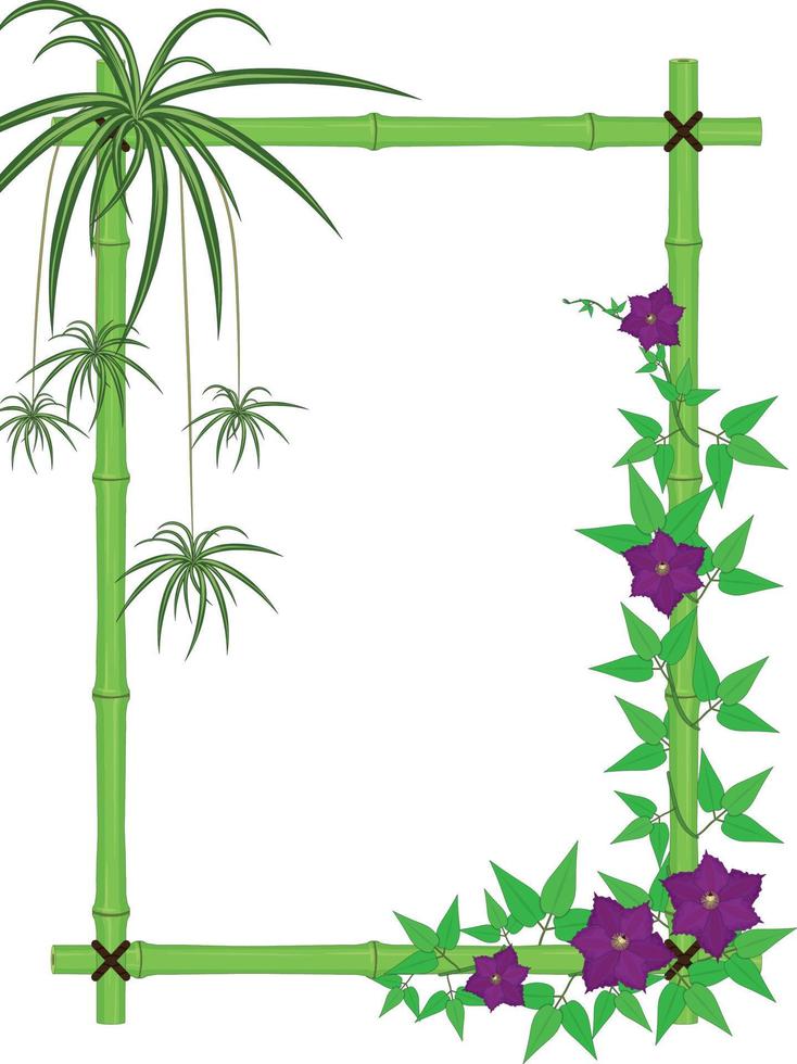 Bambusrahmen mit Spinnenpflanze und blühenden Clematis-Reben, Vektorgrafik vektor