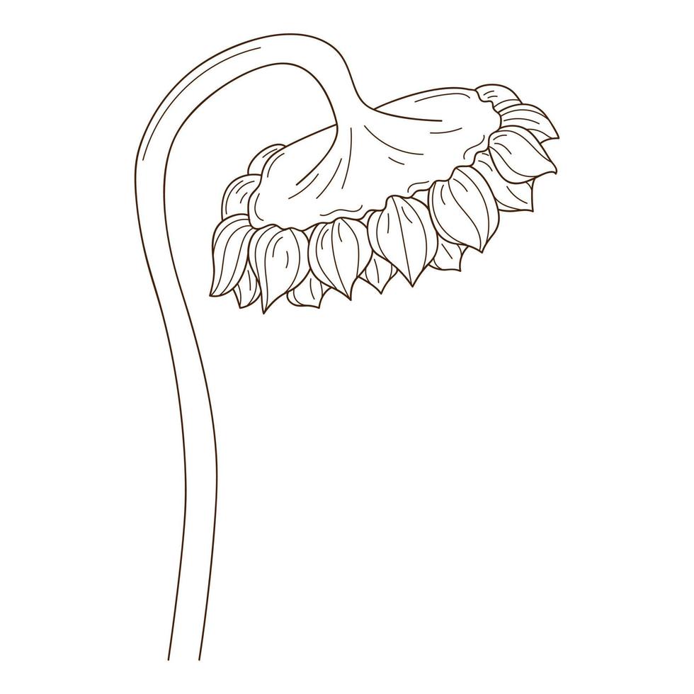 solros på stjälken. mogen solros. en symbol för hösten, skörd. designelement med kontur. doodle, handritad. svart vit vektorillustration. isolerad på en vit bakgrund vektor