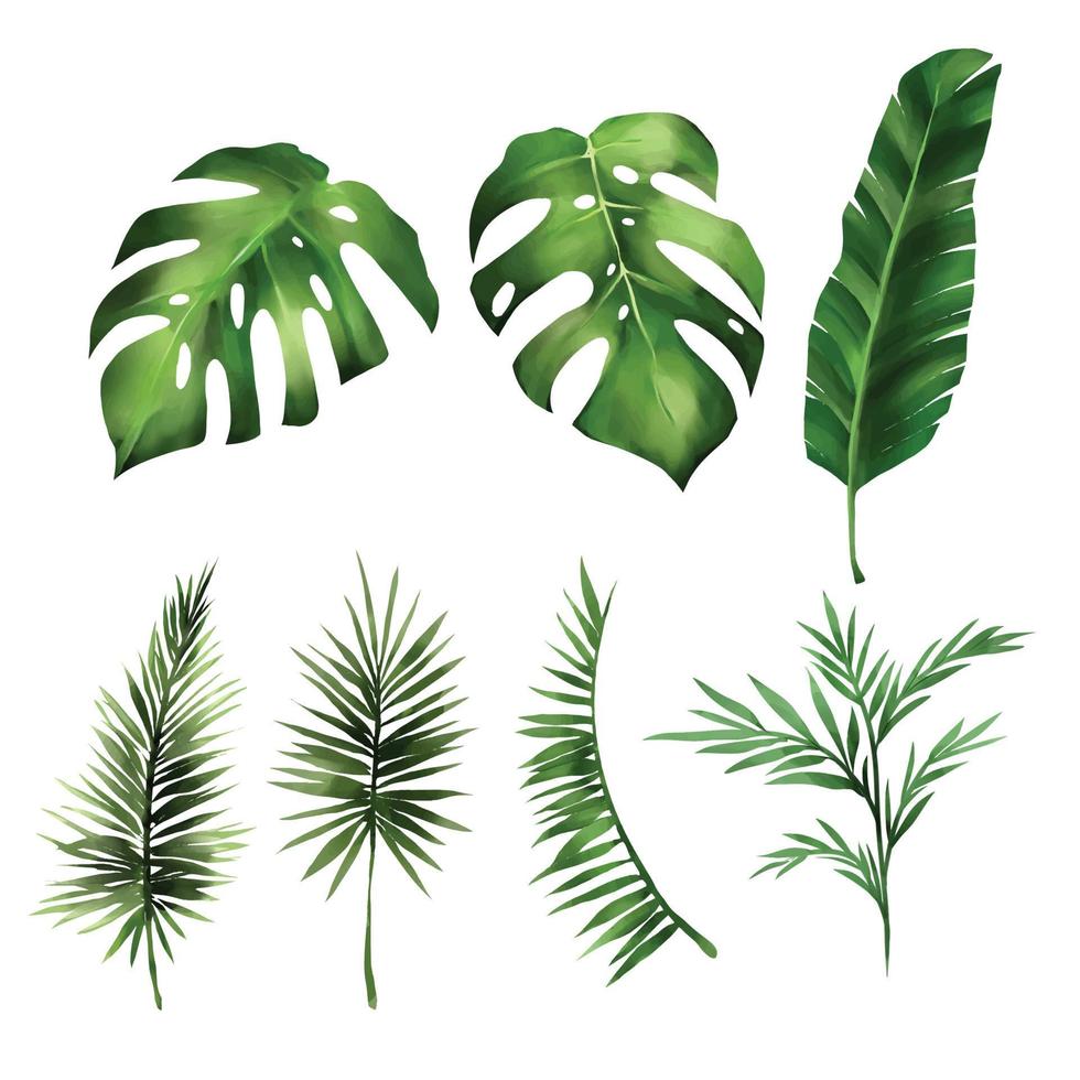 uppsättning av tropiska löv monstera, skogsblad vektorillustration på vit bakgrund. vektor