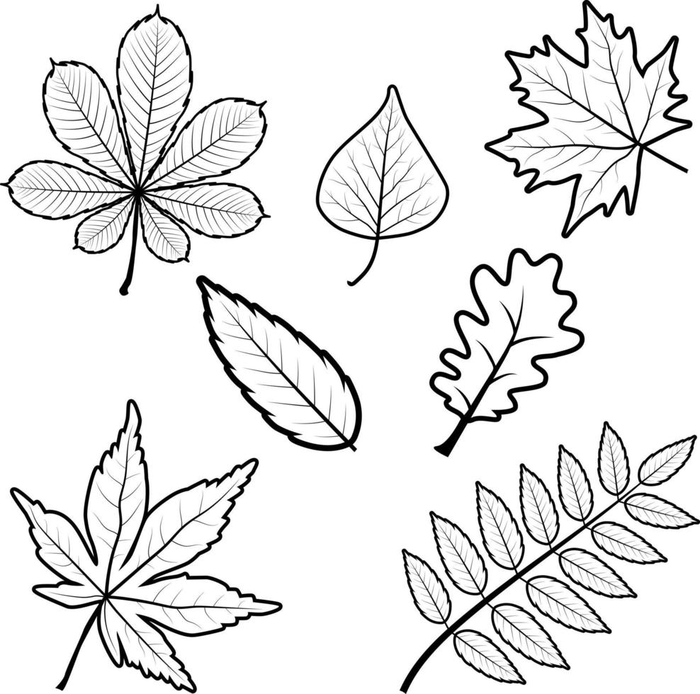 uppsättning av olika svart-vita höst lönn druva ek rönn björk träd kastanjblad. innehåller konturblad. vektor