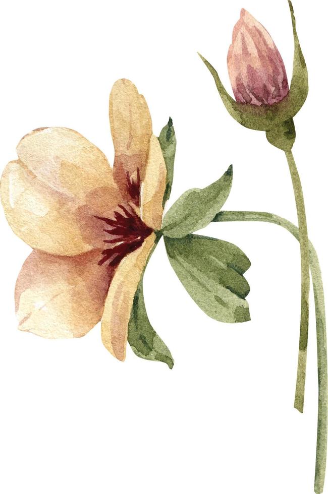 akvarell illustration gul blomma med knopp. vektor