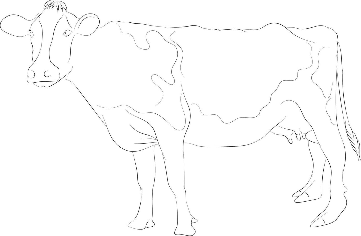 eine einfache zeichnung einer kuh, die in einer weißen hintergrundillustration lokalisiert wird vektor