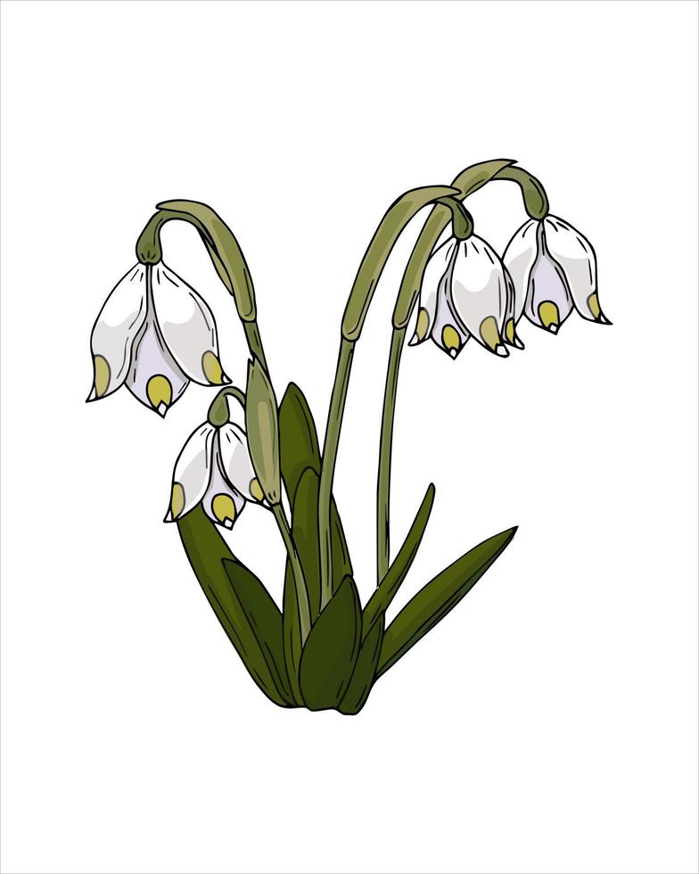 Frühlingsblume leocojum galanthus Farbhandzeichnungsskizze, kritzelnart, lokalisiert auf weißem Hintergrund. Vektor