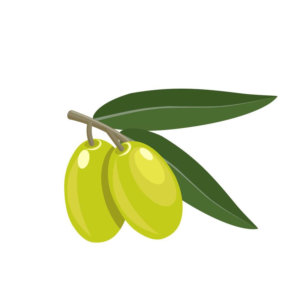 vektorillustration von grünen oliven, perfekt als produktverpackungsbild, banner oder poster, nationaler oliventag. vektor