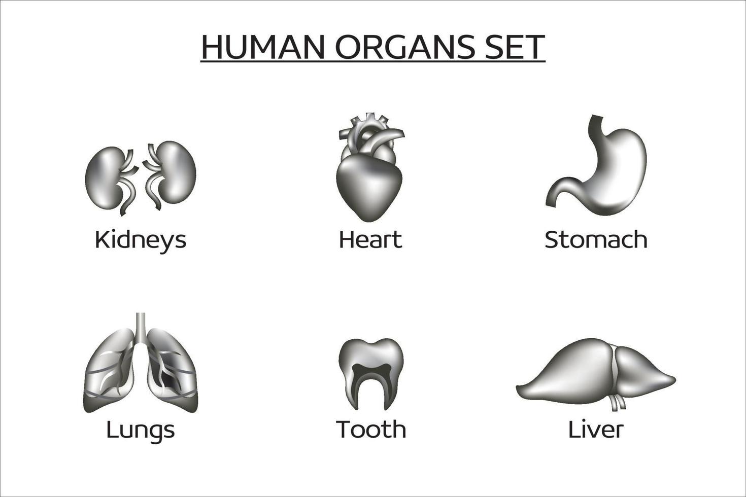 Satz menschlicher Vektororgane. das set enthält leber, nieren, lunge, herz, magen, zähne. Medizin, innere Organe. Schwarz-Weiß-Sammlung von 3D-Vektorsymbolen. vektor