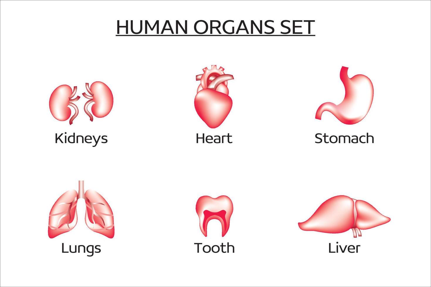 uppsättning vektor mänskliga organ. setet innehåller lever, njurar, lungor, hjärta, mage, tänder. medicin, inre organ. samling av 3d vektor ikoner.