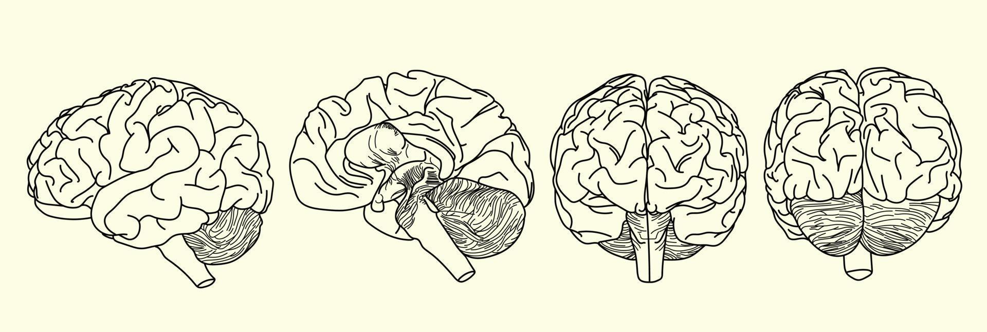 realistisk hjärnkontur i vektorillustration med sidan halv framifrån bakifrån vektor