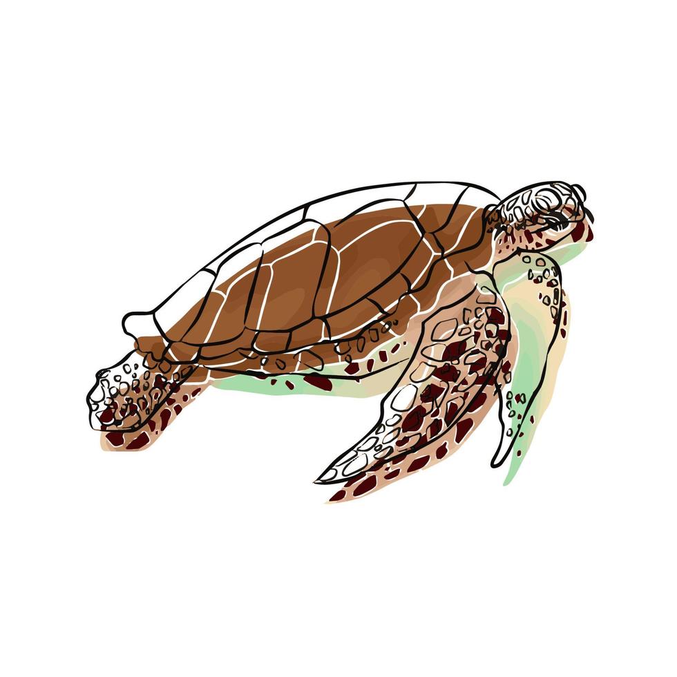 havssköldpadda bild vacker, generalförsamling. vektor