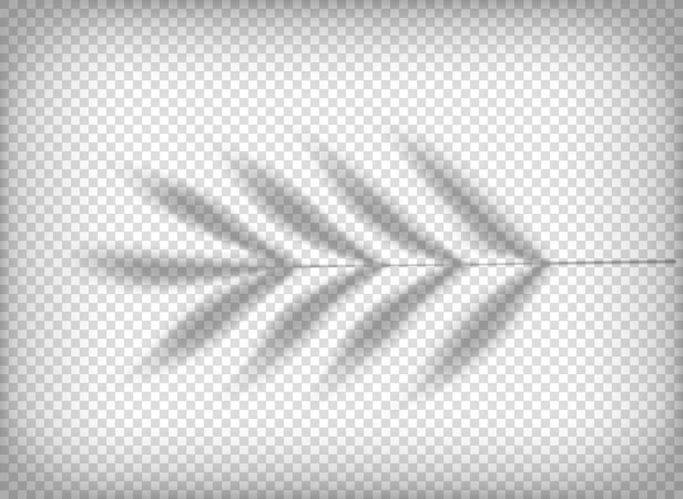 Palmblattschatten isoliert auf transparentem Hintergrund. Vektorvorlage für Design vektor