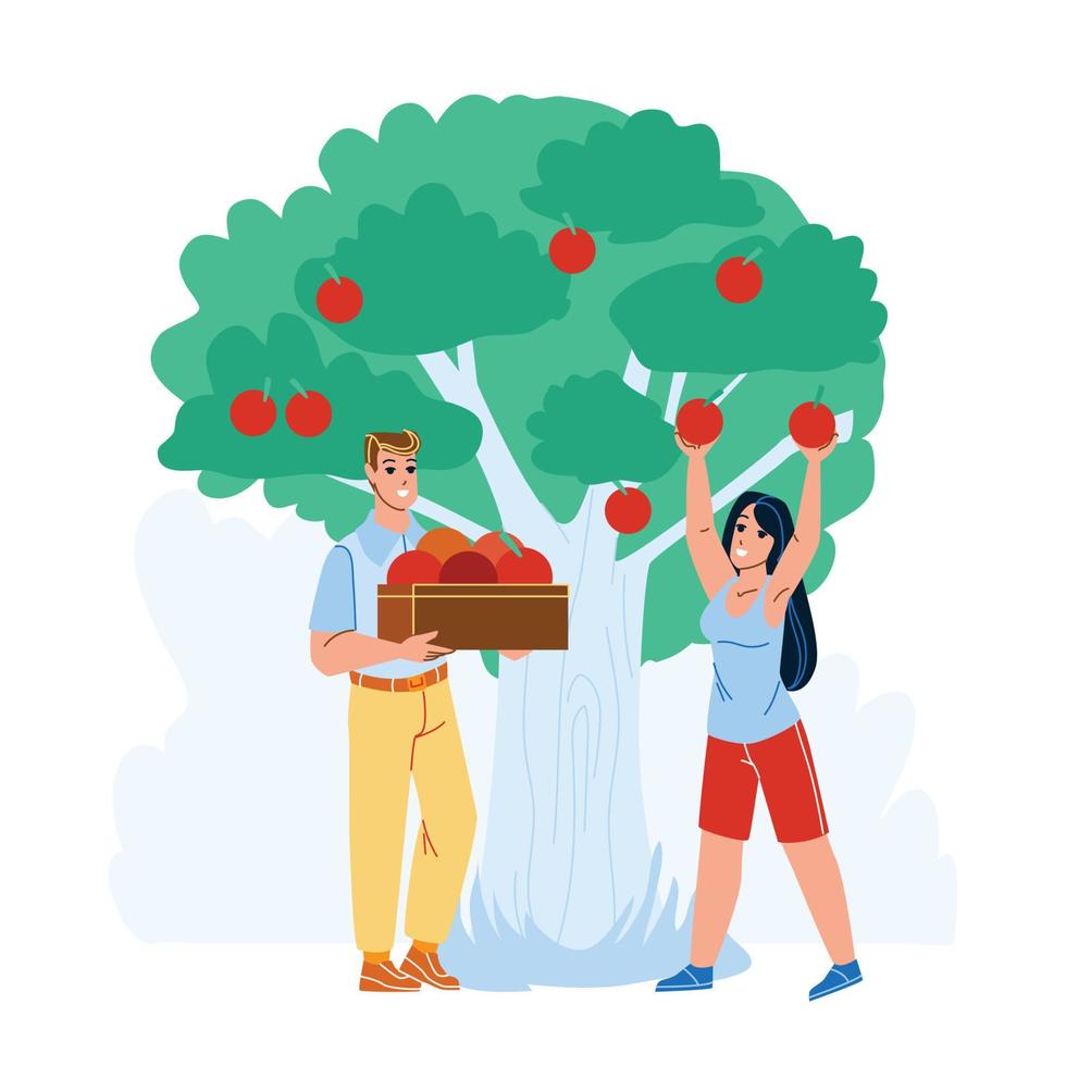 man och kvinna skördar äpplen i fruktträdgårdsvektor vektor