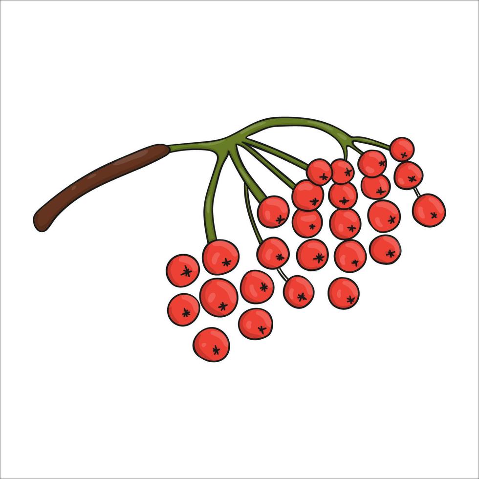 Vektor farbiges rotes Vogelbeeren-Symbol isoliert auf weißem Hintergrund. botanische illustration des baumgrüns. Cartoon-Stil