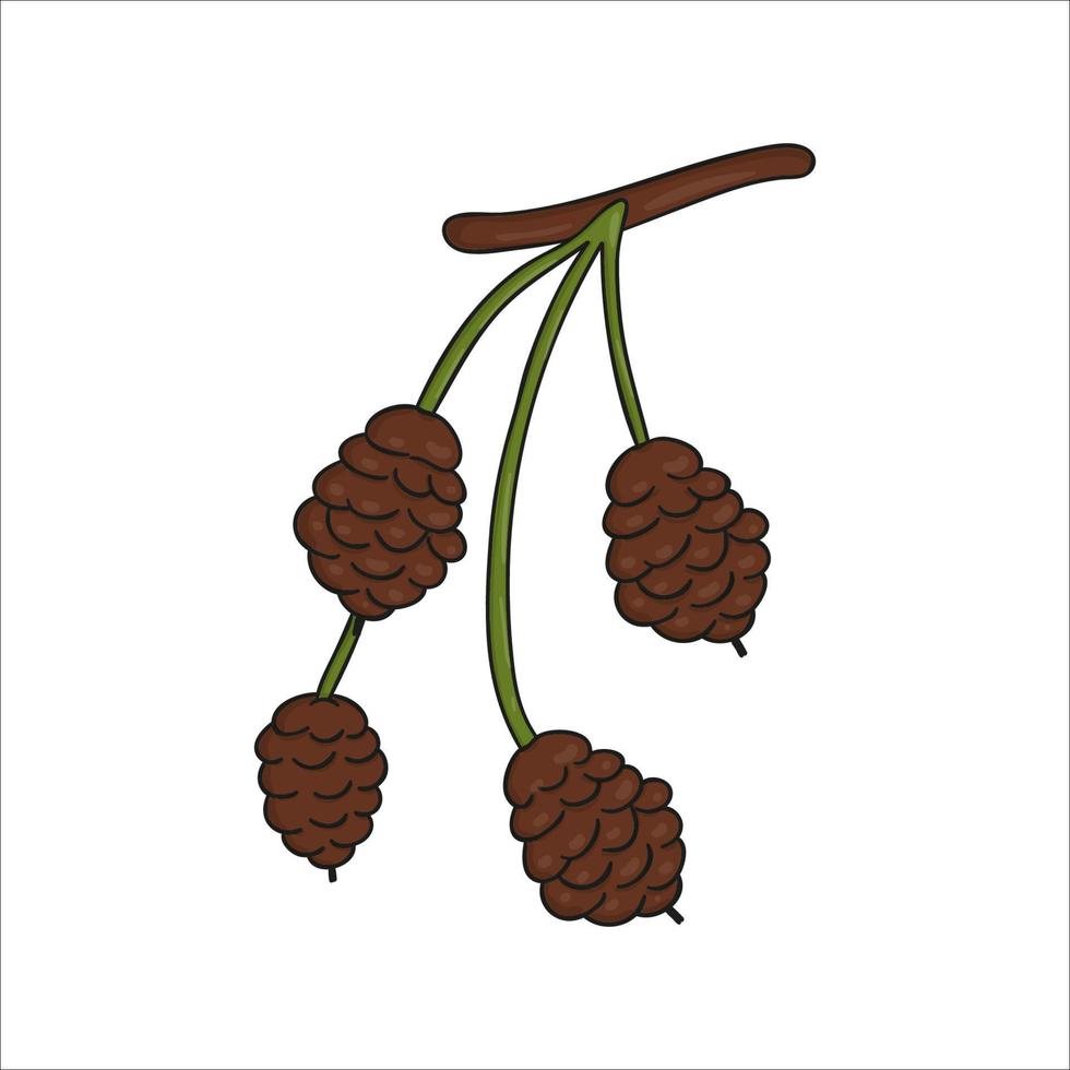 Vektorlinie Erlenelement isoliert auf weißem Hintergrund. Botanische Illustration des Erlenkegels. Schwarz-Weiß-ClipArt. vektor