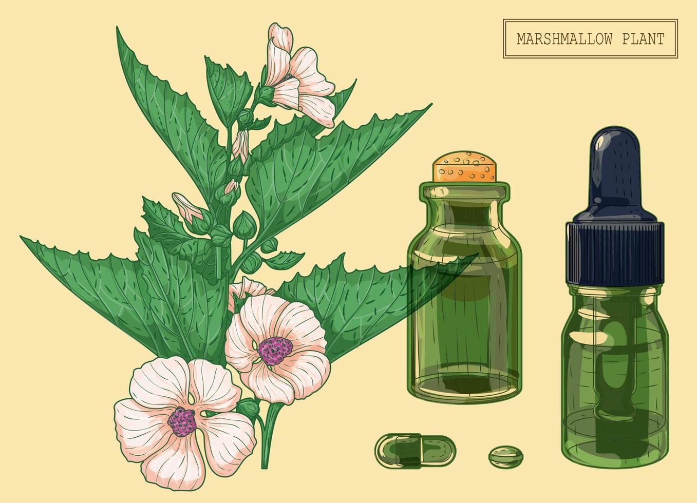 marshmallow gren och två flaskor, handritad botanisk illustration i en trendig modern stil vektor