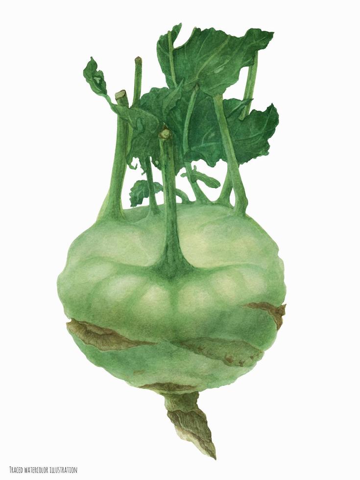 botanische illustration grüner kohlrabi, aquarell mit schneidepfad vektor