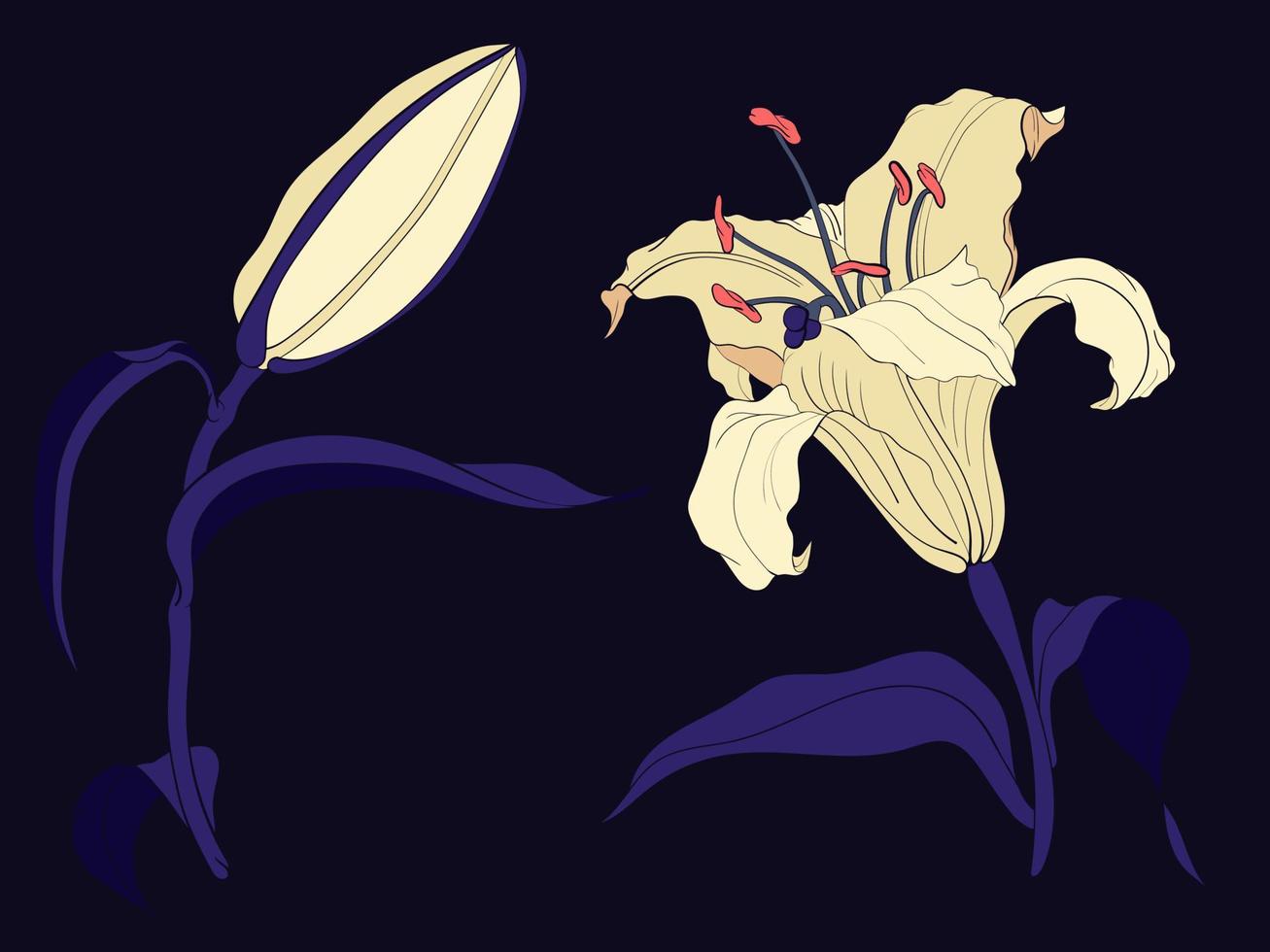 orientalisk lilja blomma och knopp, färgad illustration vektor