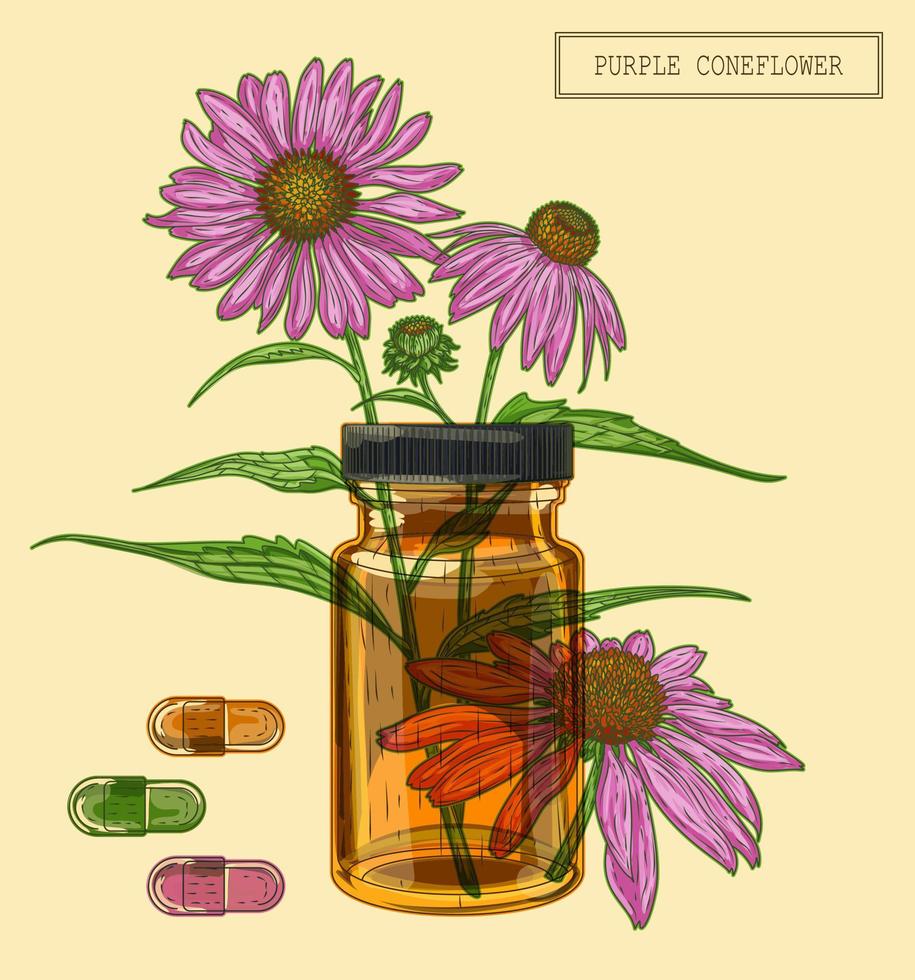 medicinsk coneflower gren och flacon och pillsr, handritad illustration i retrostil vektor