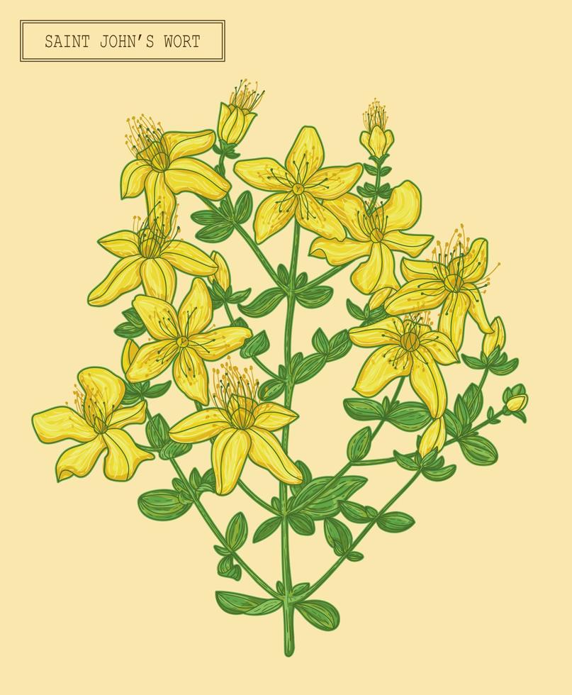 medizinischer Johanniskraut blühender Zweig, handgezeichnete botanische Illustration in einem trendigen modernen Stil vektor