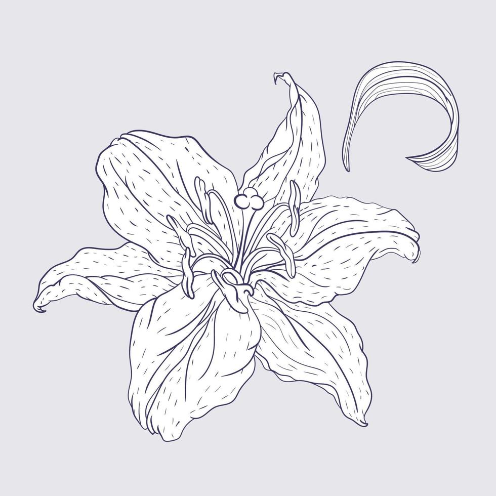 orientalisk lilja blomma och blad, linje konst stil vektor