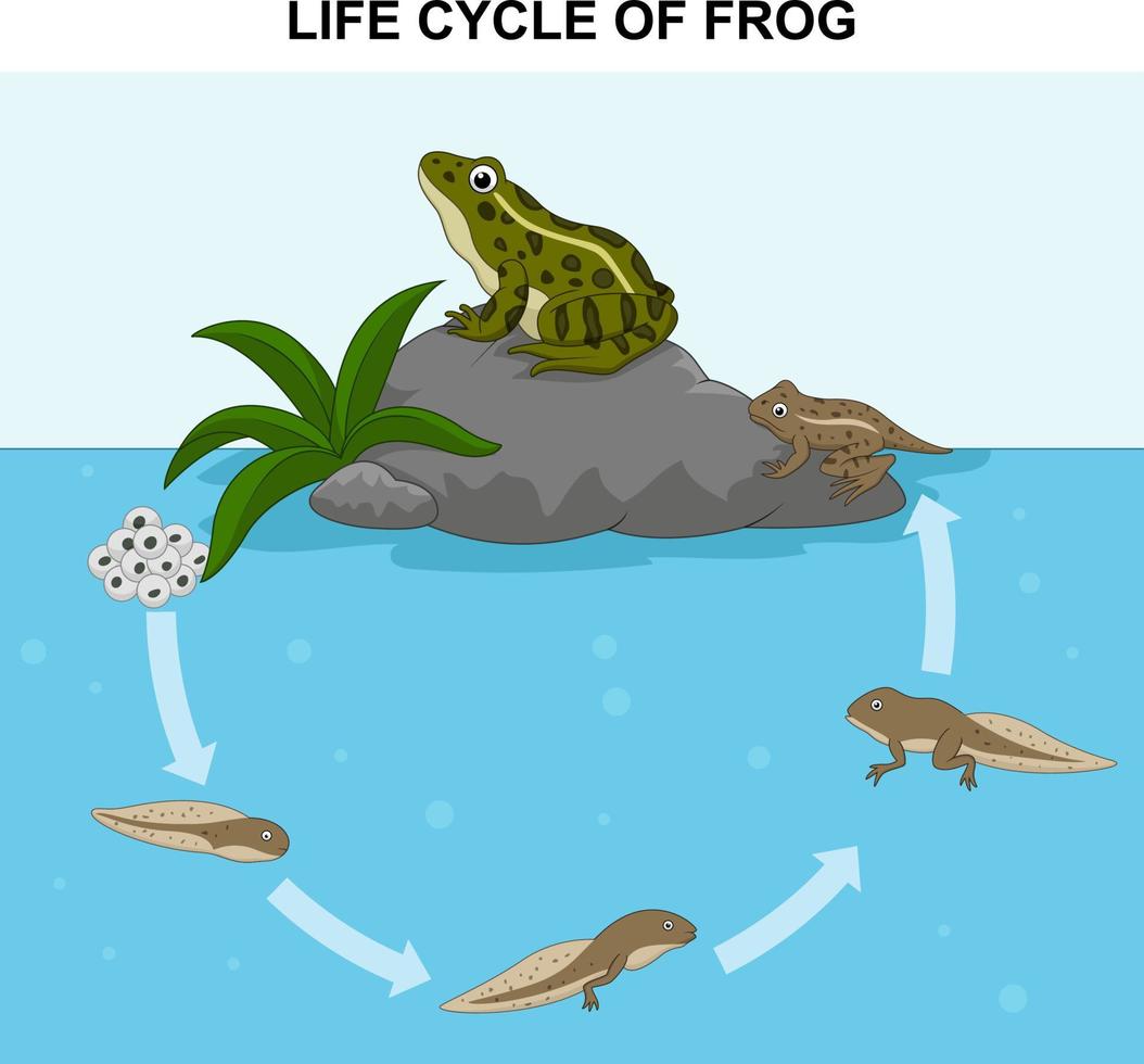Illustration des Froschlebenszyklus vektor