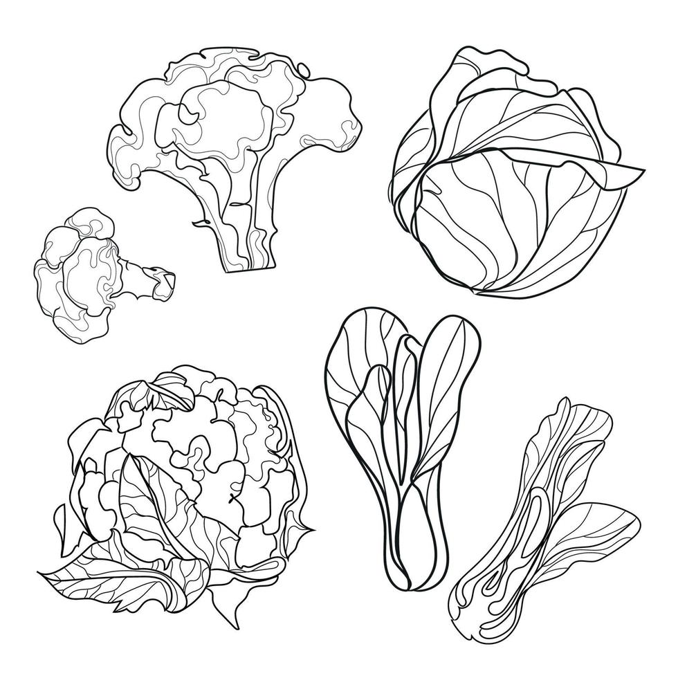 linje ritad uppsättning typer av kål vektor illustration.sketches isolerad på vit bakgrund. grönsaksinsamling. linjär grafisk design. svartvit bild av grönsaker.