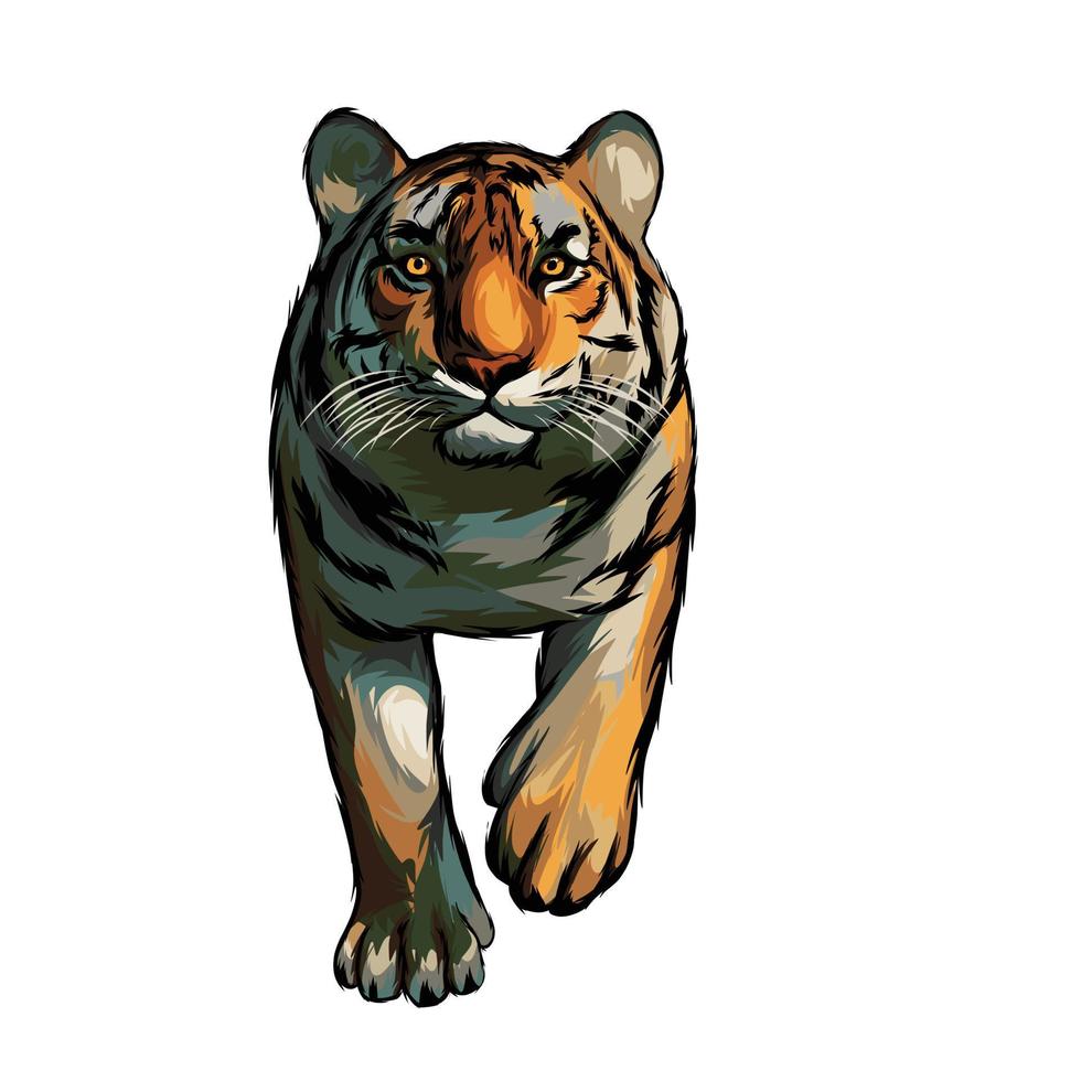 Weißer Hintergrund des bengalischen Tigervektors vektor