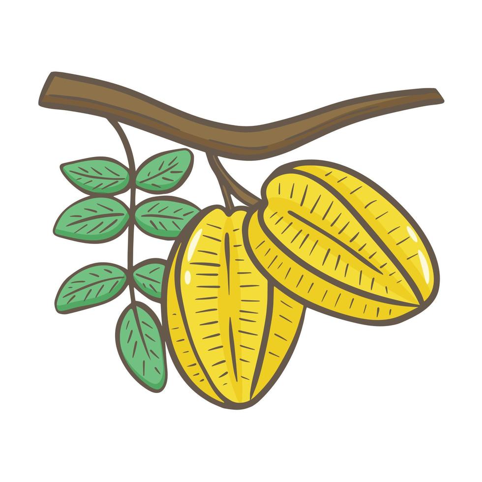 karambolenfrucht auf zweig mit blättern handgezeichnete illustration vektor