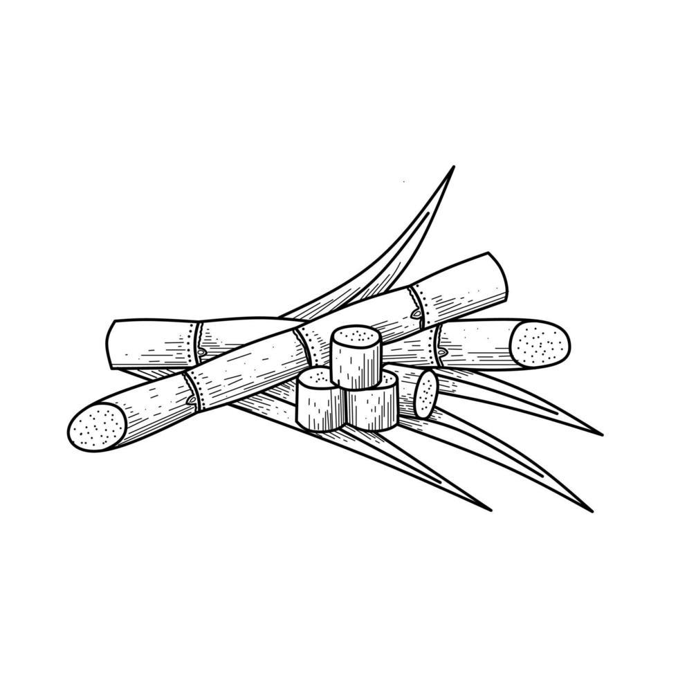 Skizze von Zuckerrohr, mit Stielen und Blättern, isoliert auf weißem Hintergrund, geeignet für Verpackungsetiketten von verarbeiteten Zuckerrohrprodukten. Vektor-Illustration. vektor