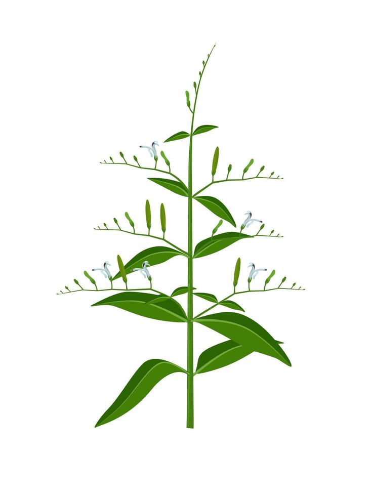vektorillustration, andrographis paniculata-pflanze oder falsche wasserweiden, isoliert auf weißem hintergrund, pflanzliche heilpflanze. vektor