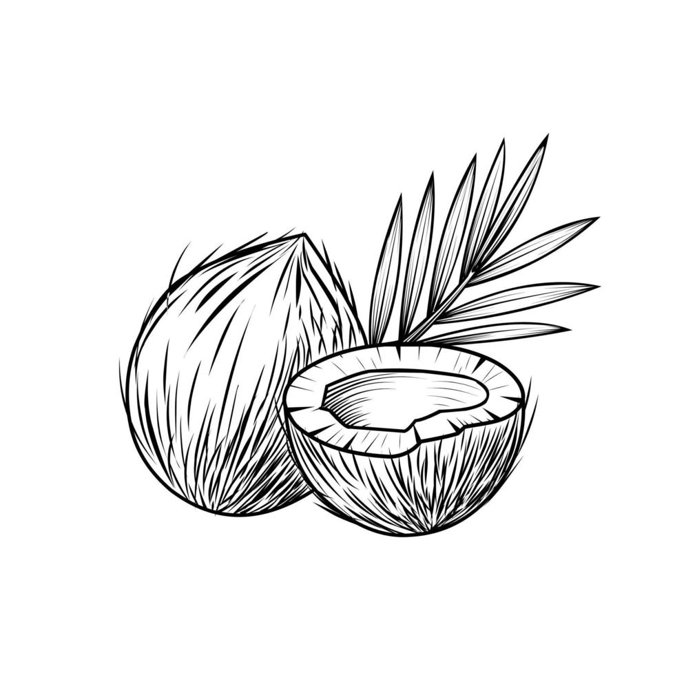 kokosnötskiss, handritad, isolerad på vit bakgrund, perfekt för vintagestiletiketter, vektorillustration. vektor