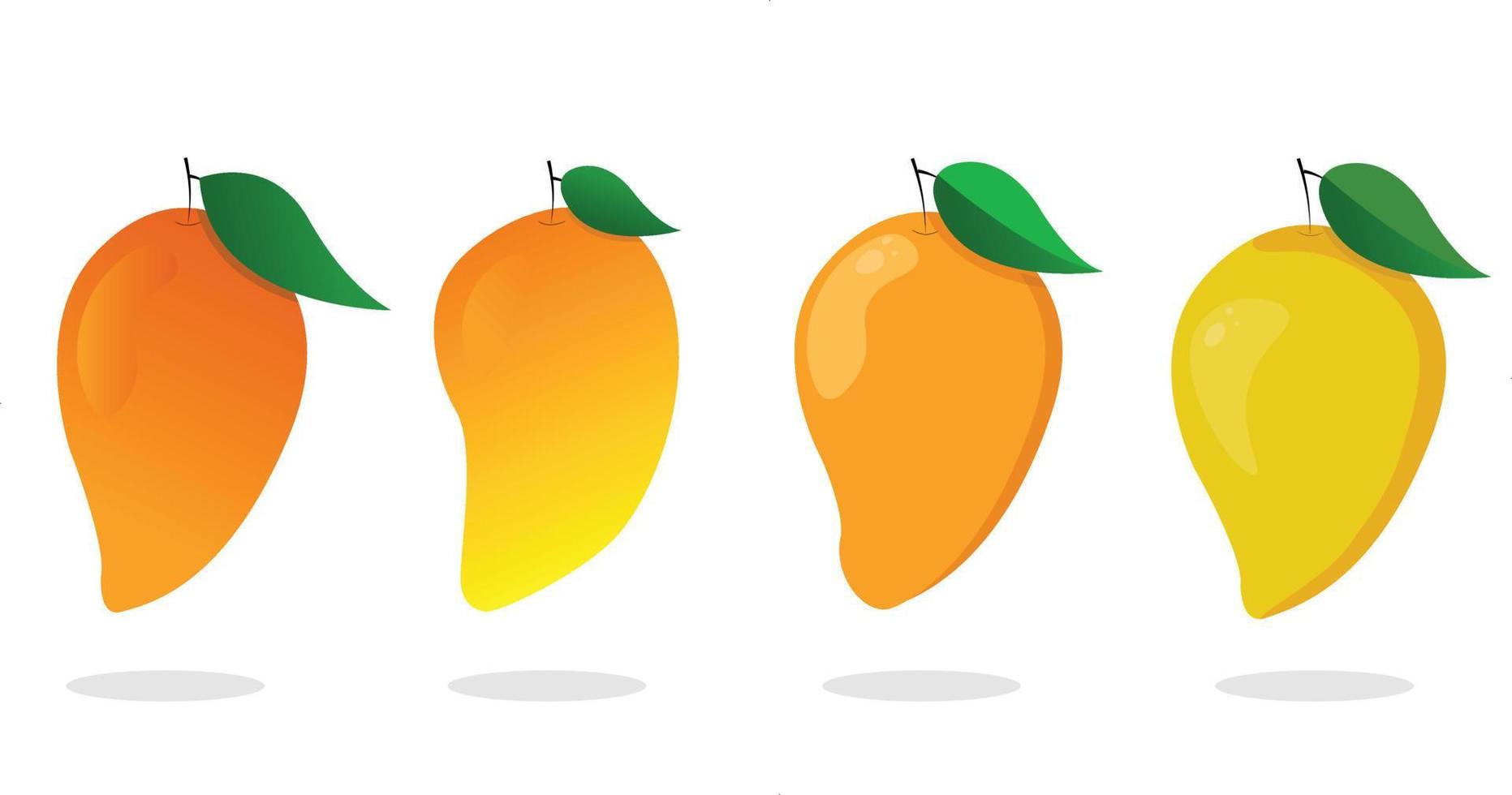 Mango-Sammlung Vektor-Set. Mangoillustrations-Fruchtvektordesign-Vorratbild vektor