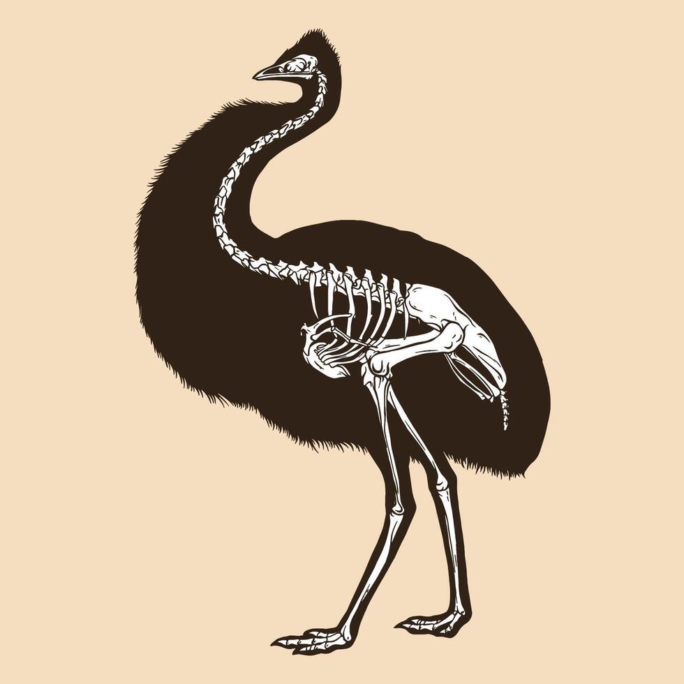 Skelett-Emu-Vogel-Vektor-Illustration vektor