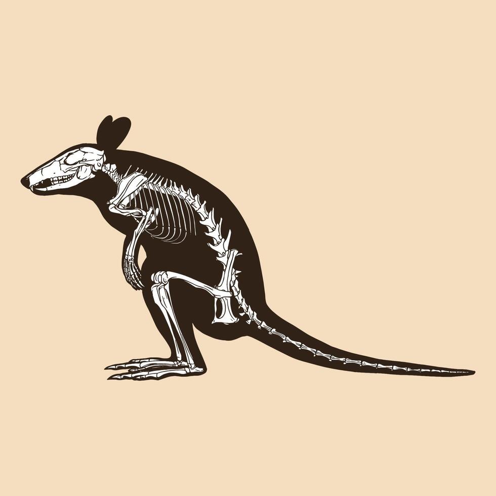 Skeleton Wallaby-Vektorillustration vektor