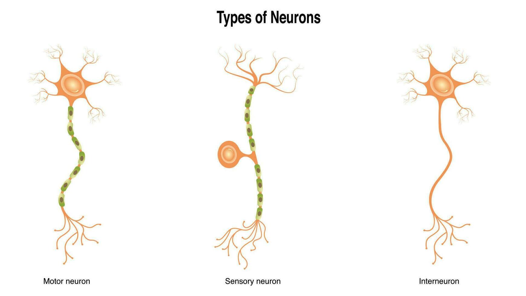 verschiedene Arten von Neuronen vektor