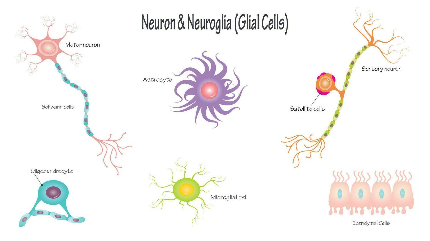 neuron och neurogliaceller vektor