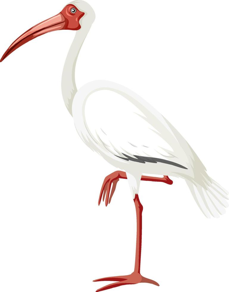 amerikanischer weißer ibis isoliert vektor