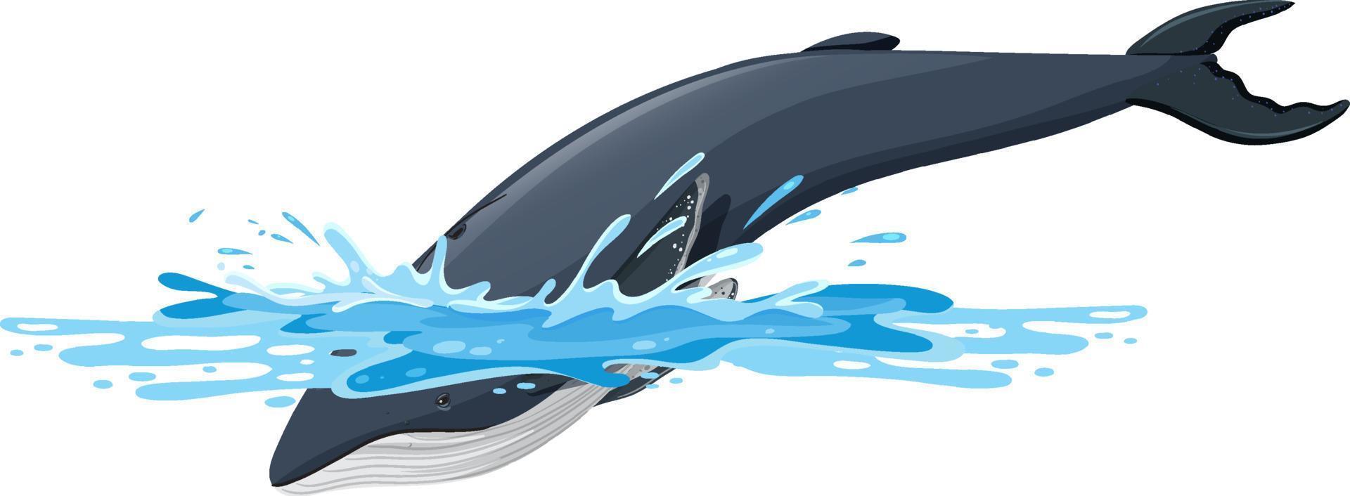 Buckelwal-Cartoon auf weißem Hintergrund vektor