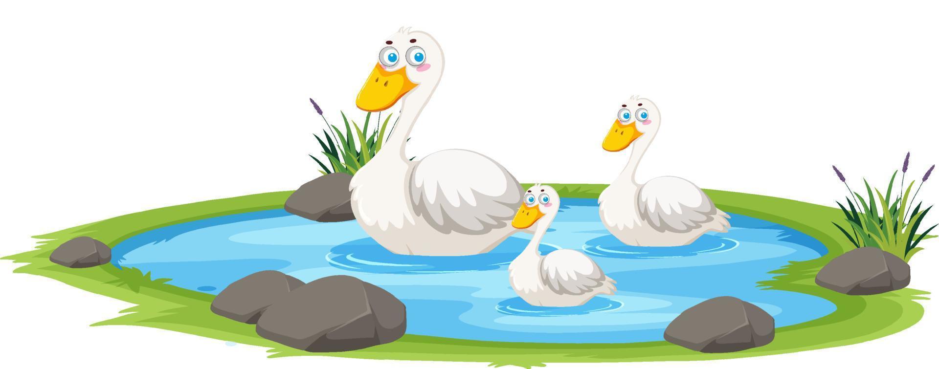Ente im Teich auf weißem Hintergrund vektor