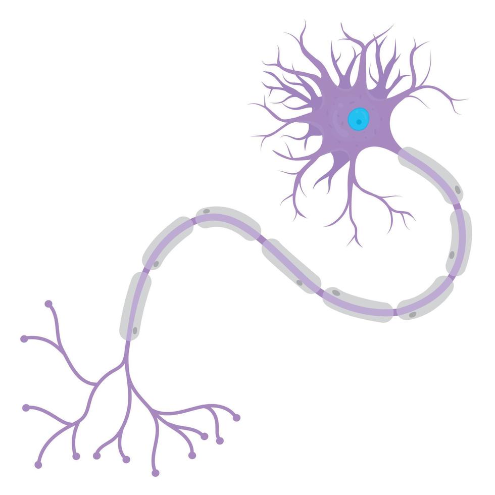 Anatomie eines Neurons. vektor