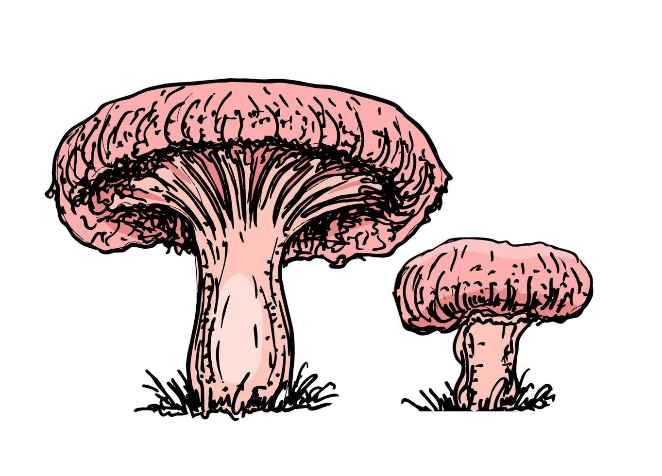 lactarius torminosus. korall mjölkaktig mössa skiss illustration. vit bakgrund, vektor. höst korall mjölkaktig mössa på marken. vektor illustration isolerade på vit, platt stil.